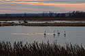 Trumpeter swans, Loess Bluffs National Wildlife Refuge, Missouri, December 2018.