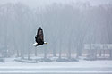 Bald eagle with a fish, Keokuk, Iowa, January 2018.