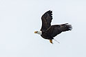 Bald eagle with fish, Lock and Dam 18, Illinois, January 2018.