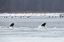 Bald eagles on the Mississippi River ice, Lock and Dam 18, Illinois, January 2018.