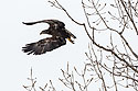 Juvenile bald eagle takes off, Lock and Dam 18, Illinois, January 2018.