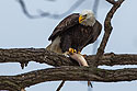 Bald eagle finds a spot to enjoy dinner, 1 of 7 in sequence, Keokuk, Iowa, January 2018.