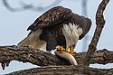 Bald eagle eating fish, 2 of 7 in sequence, Keokuk, Iowa, January 2018.