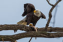 Bald eagle eating fish, 4 of 7 in sequence, Keokuk, Iowa, January 2018.