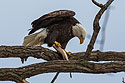 Bald eagle eating fish, 5 of 7 in sequence, Keokuk, Iowa, January 2018.