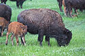 Bison with calf, Custer State Park.