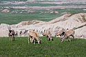Group of bighorn ewes, Badlands National Park.