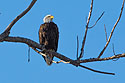 Bald eagle, Loess Bluffs National Wildlife Refuge, Missouri, December 2018.
