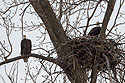 Bald eagles in nest, Loess Bluffs National Wildlife Refuge, Missouri, December 2018.