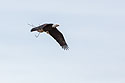 Bald eagle gathering nesting material, Loess Bluffs National Wildlife Refuge, Missouri.