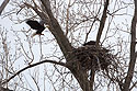 Bald eagle returning to the nest, Loess Bluffs National Wildlife Refuge, Missouri, December 2018.