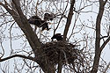 Bald eagle returning to the nest, Loess Bluffs National Wildlife Refuge, Missouri, December 2018.