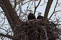Bald eagles in nest, Loess Bluffs National Wildlife Refuge, Missouri, December 2018.