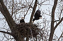 Bald eagle leaving the nest, Loess Bluffs National Wildlife Refuge, Missouri, December 2018.