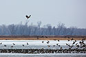 Bald eagle trying to stir up the ducks, Loess Bluffs National Wildlife Refuge, Missouri.