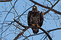 Juvenile bald eagle, Loess Bluffs National Wildlife Refuge, Missouri, December 2018.