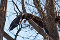 Juvenile bald eagle takes flight, Loess Bluffs National Wildlife Refuge, Missouri, December 2018.