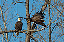 Bald eagles, Loess Bluffs National Wildlife Refuge, Missouri.