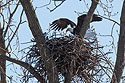 Bald eagle lands in the nest, Loess Bluffs National Wildlife Refuge, Missouri.