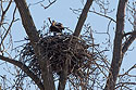 Bald eagle placing stick in the nest, Loess Bluffs National Wildlife Refuge, Missouri, December 2018.