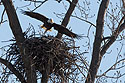 Bald eagle leaves the nest, Loess Bluffs National Wildlife Refuge, Missouri, December 2018.