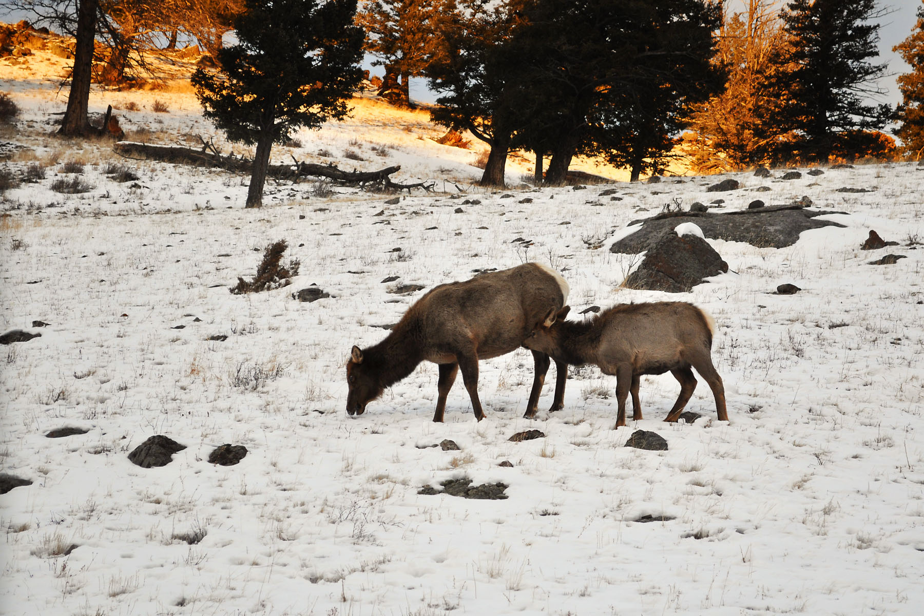 Elk near Mammoth Hot Springs, Yellowstone National Park.  Photo by Susan Pilaszewski-ONeil.  Click for next photo.