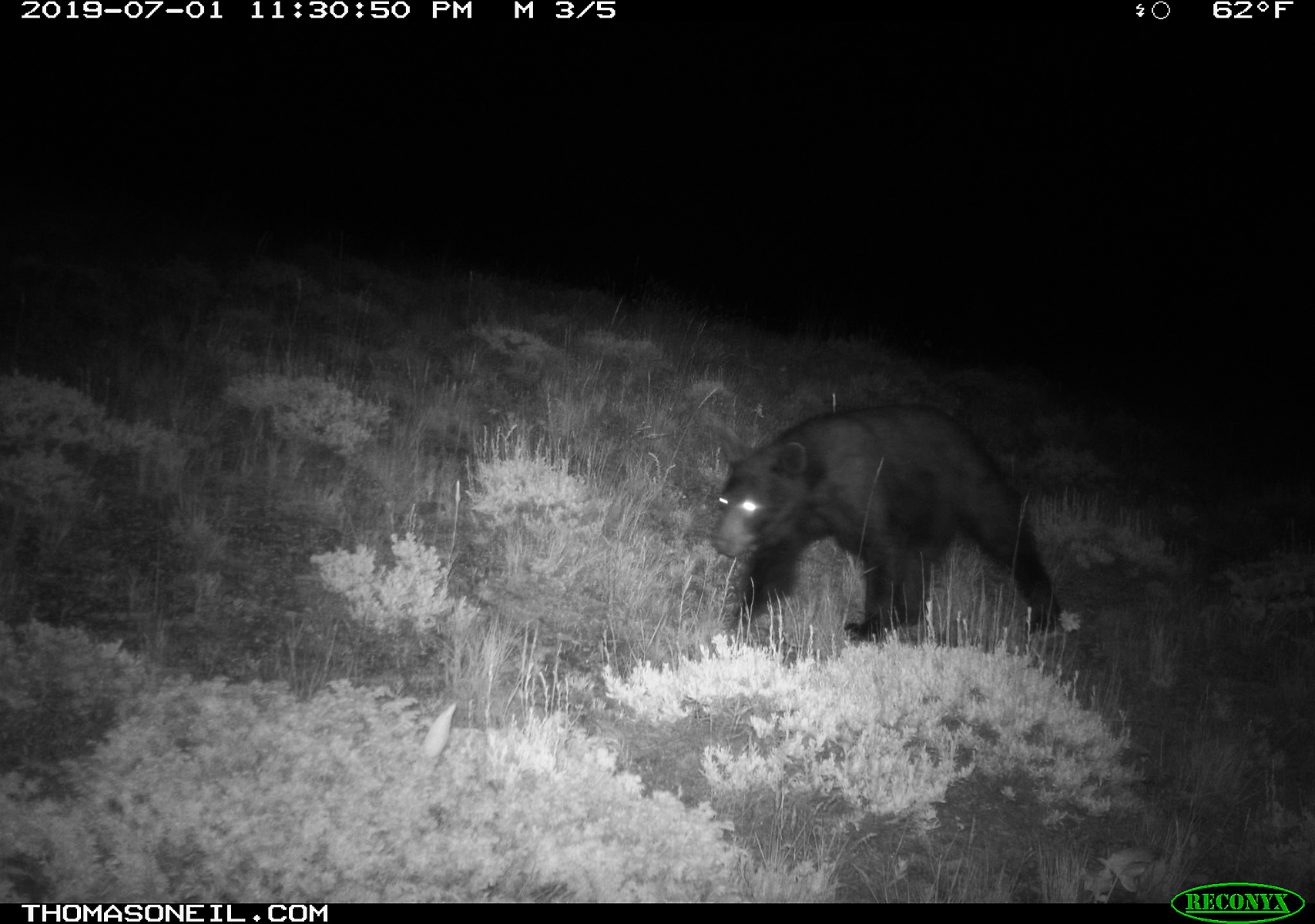 Black bear, Luther, MT.  Click for next photo.