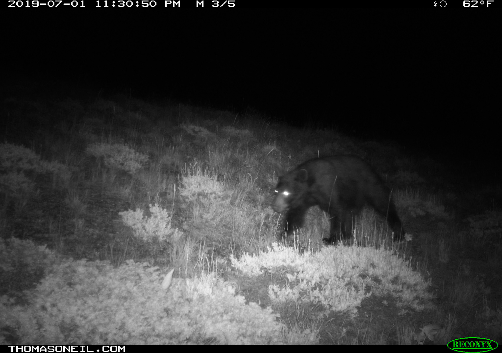 Black bear, Luther, MT, 2019.  Click for next photo.