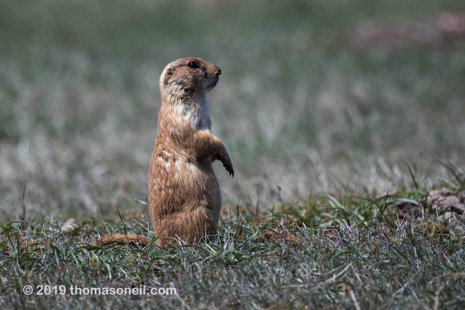 Prairie dog, Wind Cave National Park.  Click for next photo.