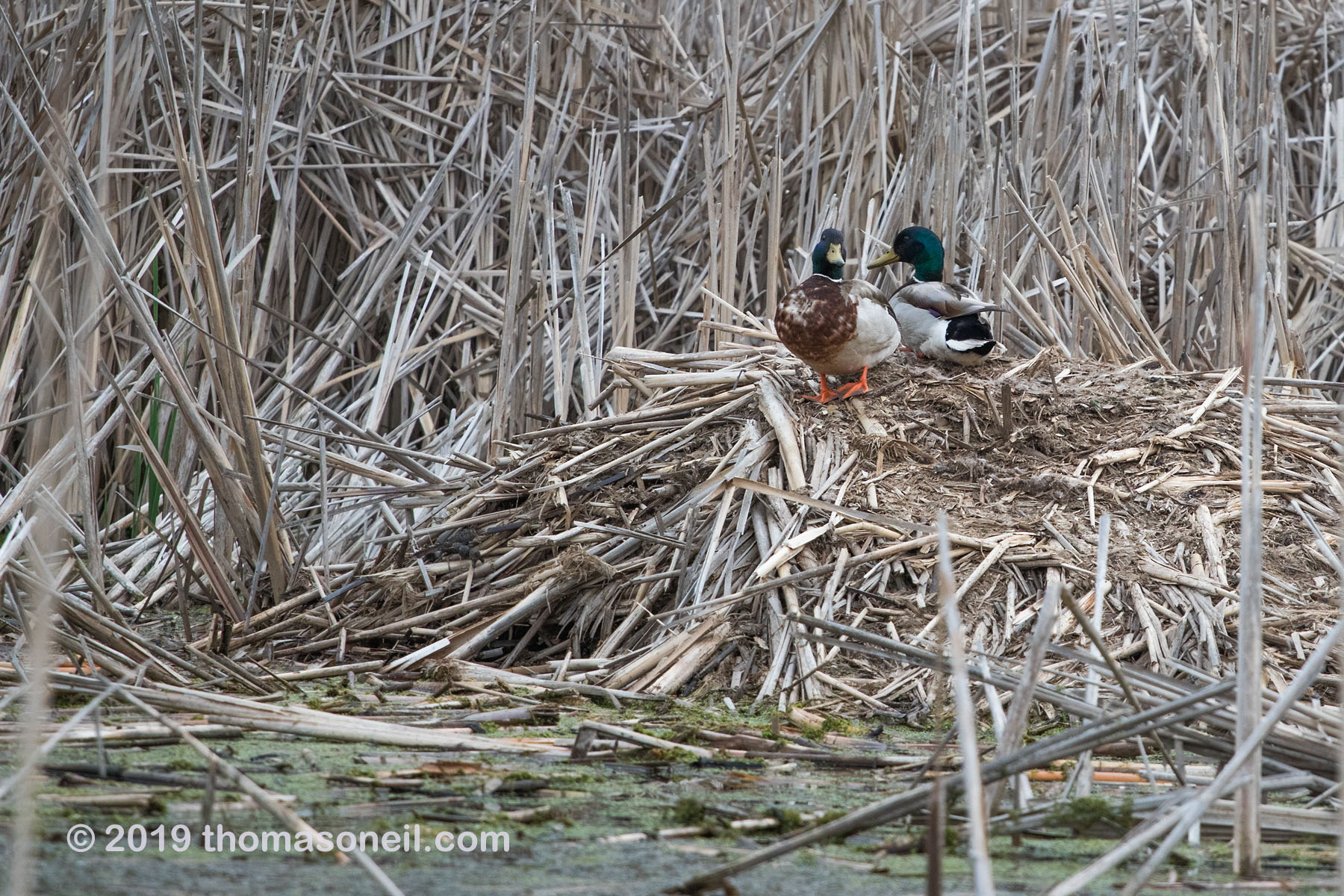 Sneaking in three images from close to home, starting with ducks on what I believe is a muskrat hut in a pond near my house, May 2019.  Click for next photo.