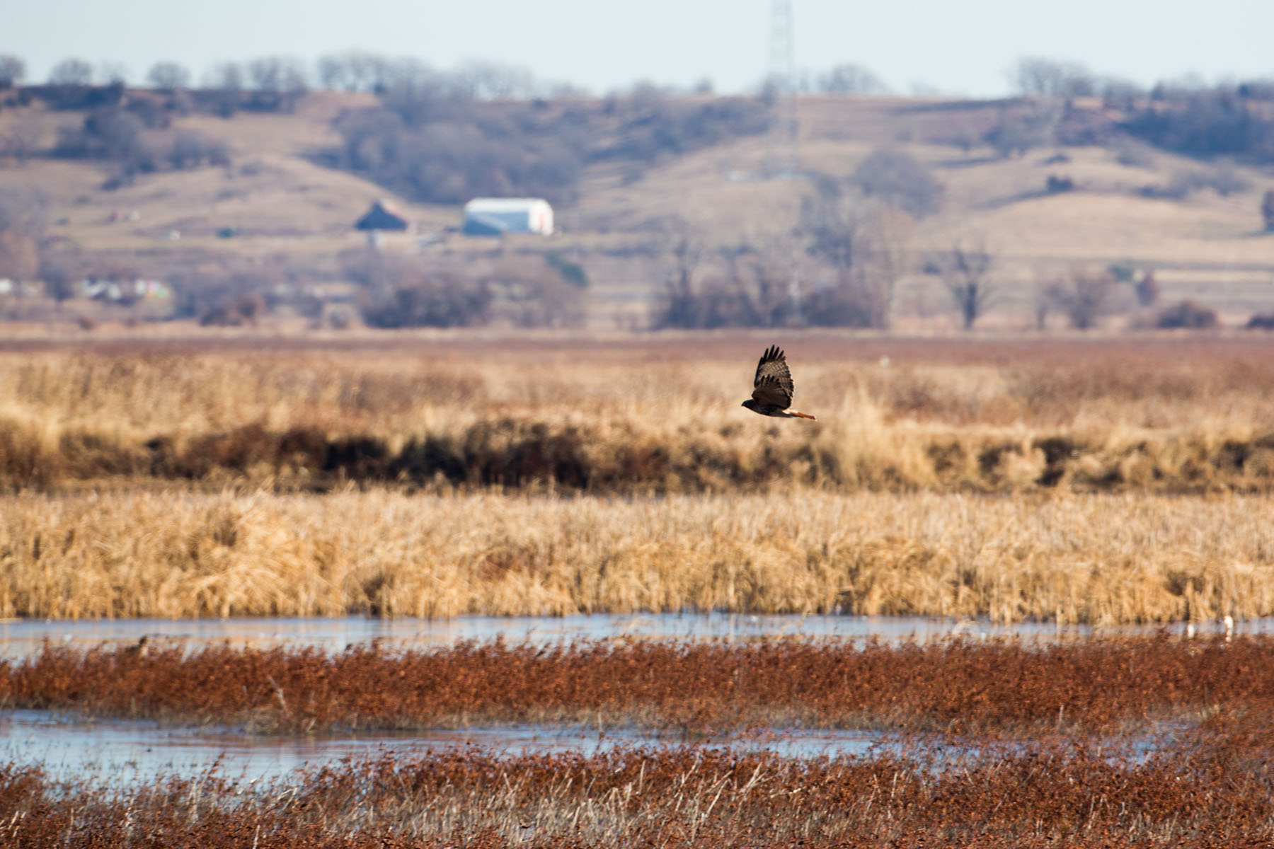 Harrier hawks are elusive, all I got was this distant shot, Loess Bluffs NWR, December 2019.  Click for next photo.