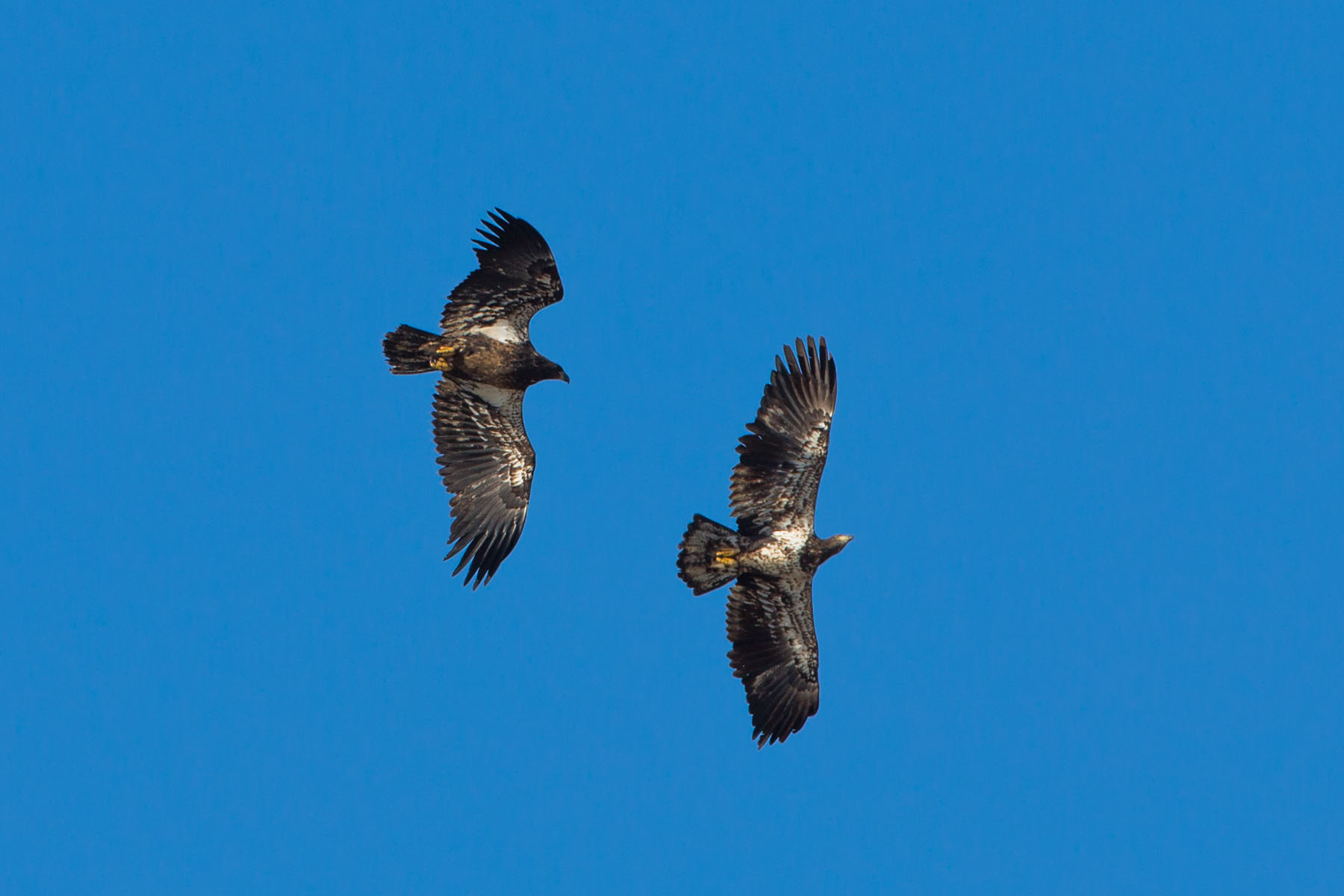 Juvenile Bald Eagles sparring, Loess Bluffs NWR.  Click for next photo.