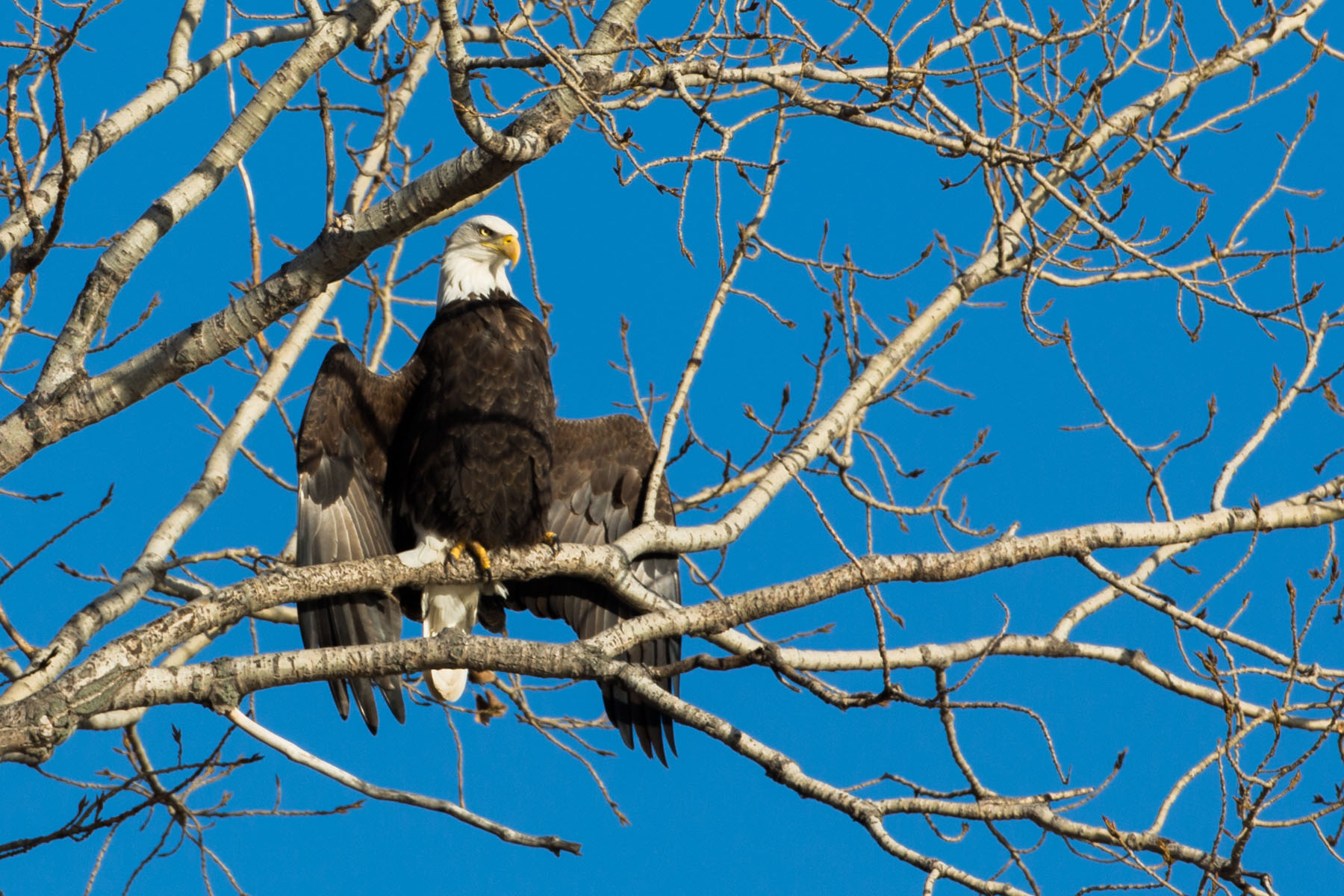 Bald Eagle catching some rays to warm up, Loess Bluffs NWR.  Click for next photo.