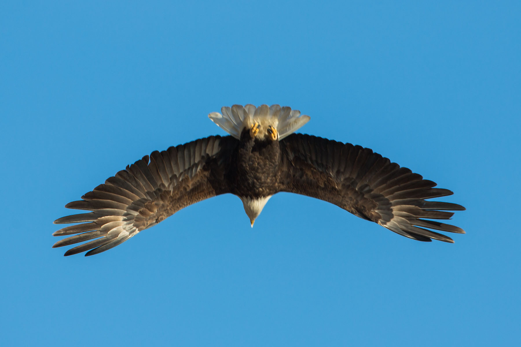 Bald Eagle from a different angle, showing wing detail, Loess Bluffs NWR.  Click for next photo.