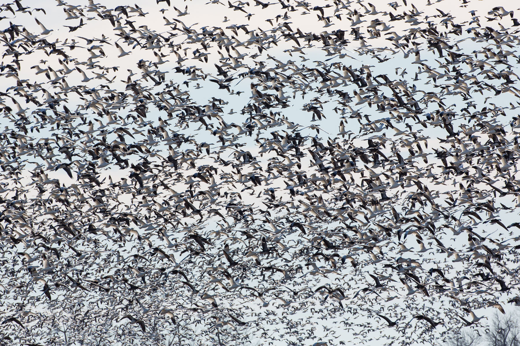 Snow geese, Loess Bluffs NWR.  Click for next photo.