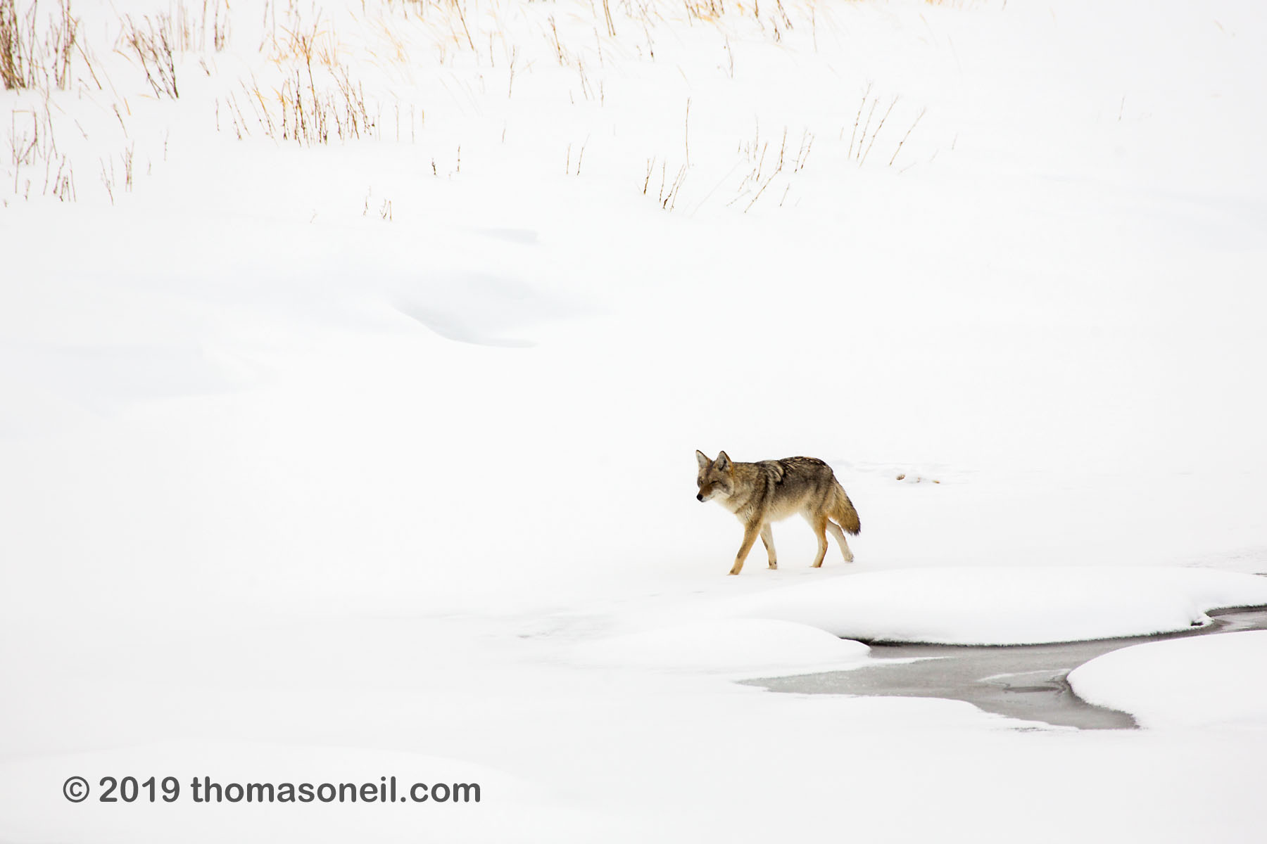 Coyote on the frozen Madison River, Yellowstone National Park, January 25, 2019.  Click for next photo.