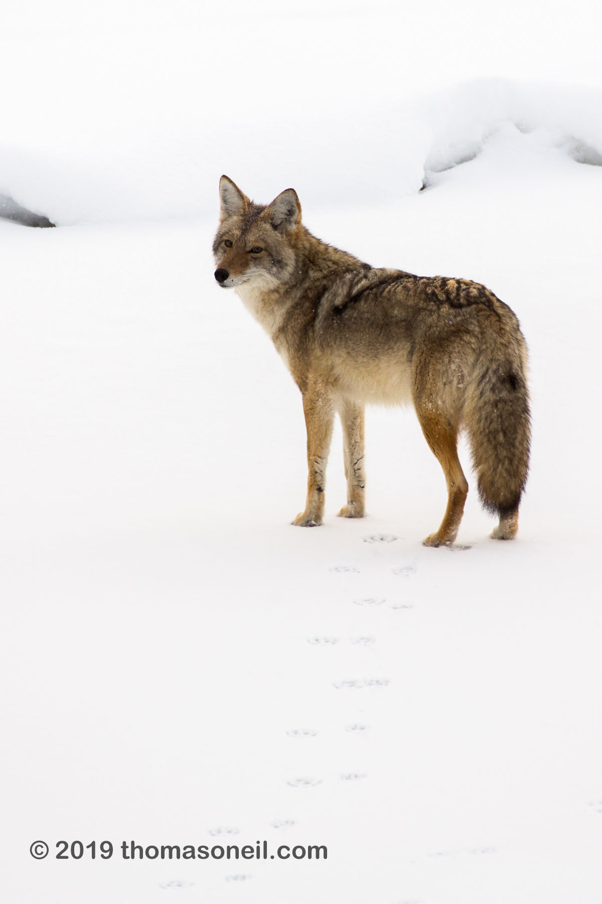 Coyote on the frozen Madison River, Yellowstone National Park.  Click for next photo.