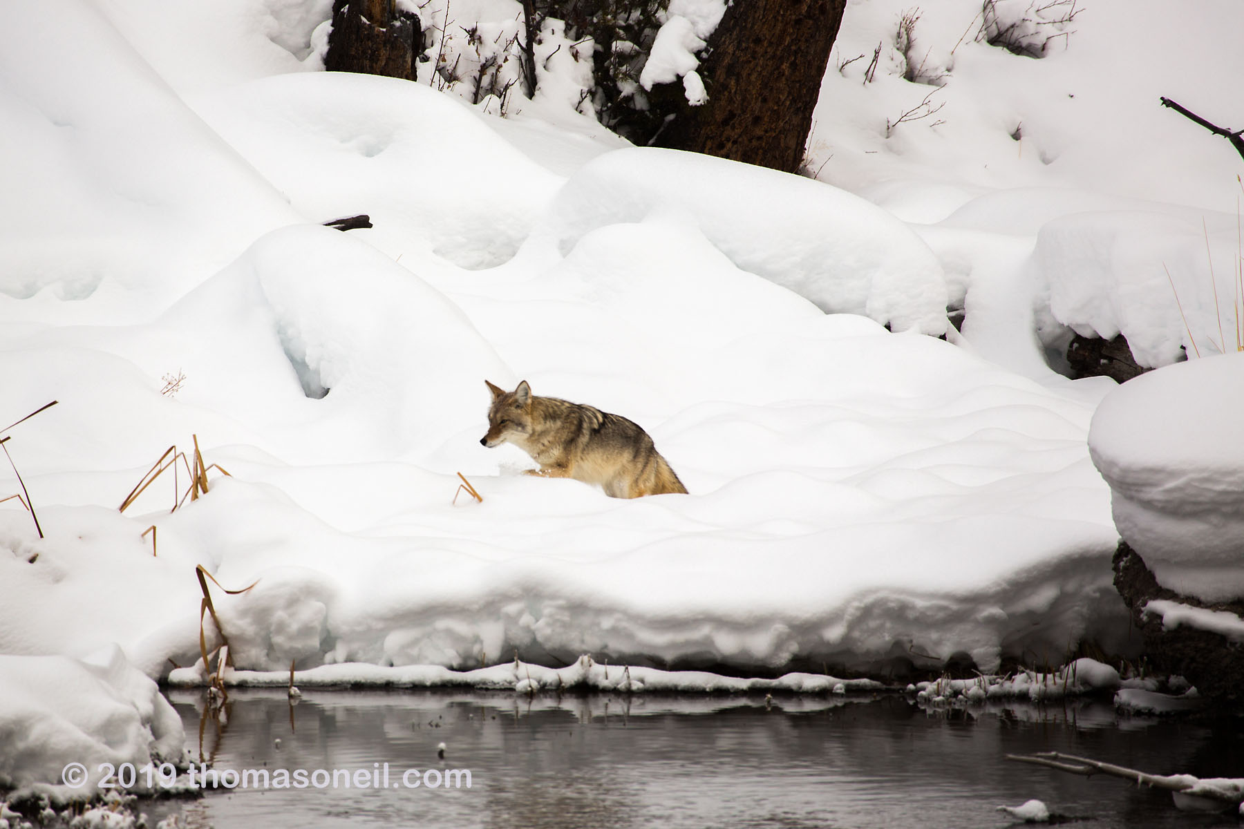 Coyote along the Madison River, Yellowstone National Park.  Click for next photo.