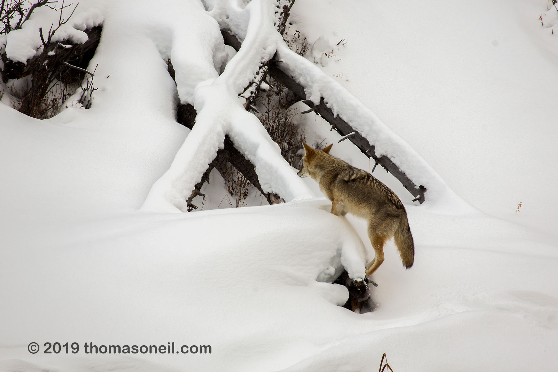 Coyote completes jump onto the fallen tree, Yellowstone National Park.  Click for next photo.