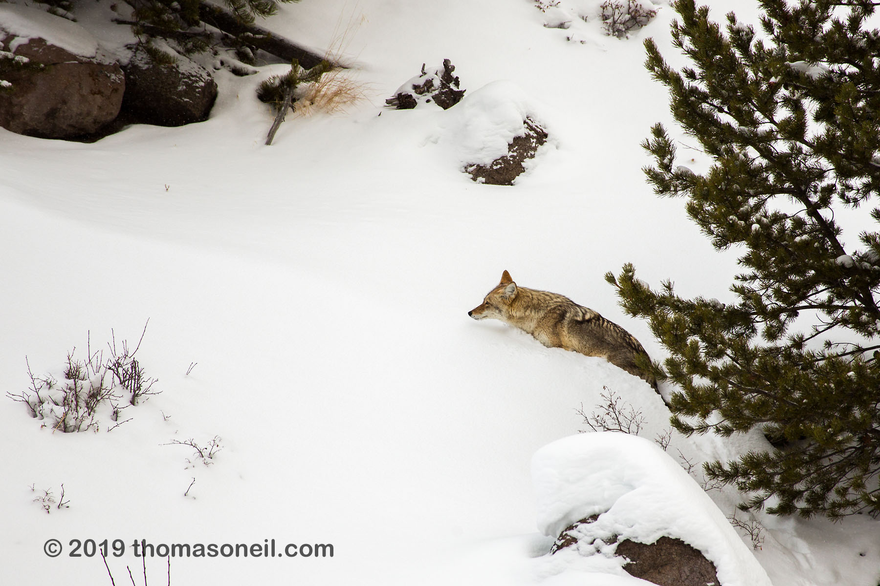Coyote trudges through the snow, Yellowstone National Park.  Click for next photo.