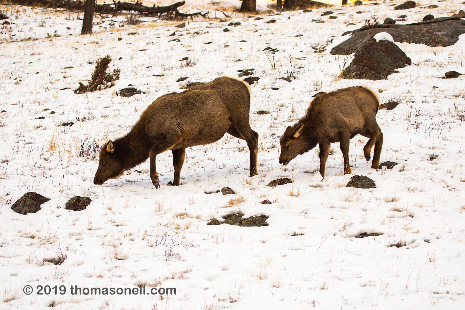 Elk near Mammoth Hot Springs, Yellowstone National Park.  Photo by Susan Pilaszewski-ONeil with my camera.  Click for next photo.