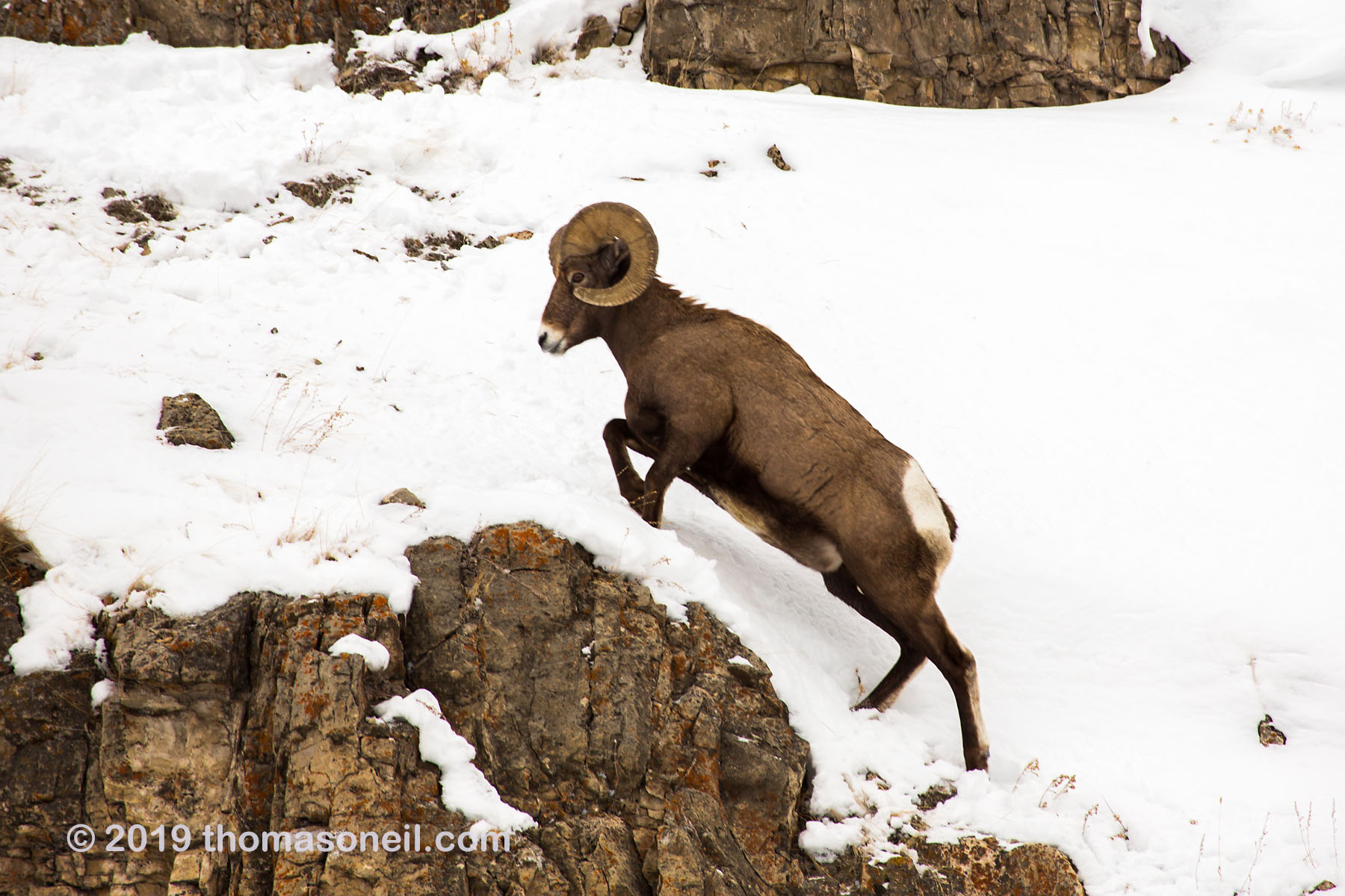 Bighorn in the Lamar Valley, Yellowstone National Park, January 31, 2019.  Click for next photo.