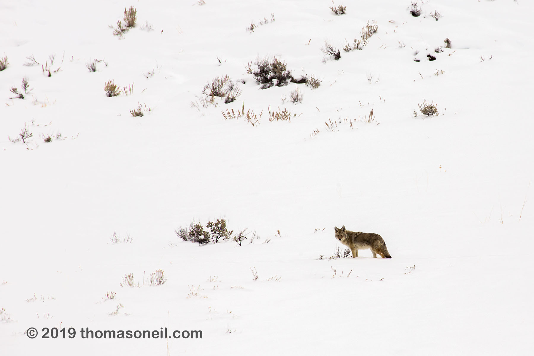 Coyote, near Phantom Lake, Yellowstone National Park.  Click for next photo.