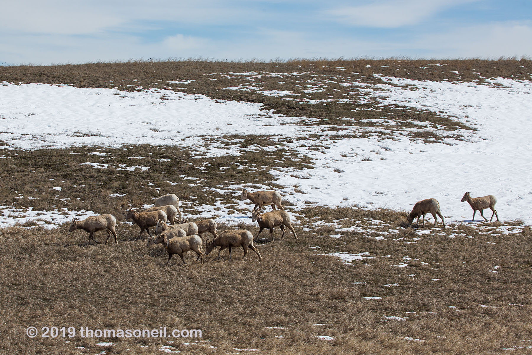 Sneak in one image from the previous month, bighorn herd in Badlands National Park, April 2019.  Click for next photo.