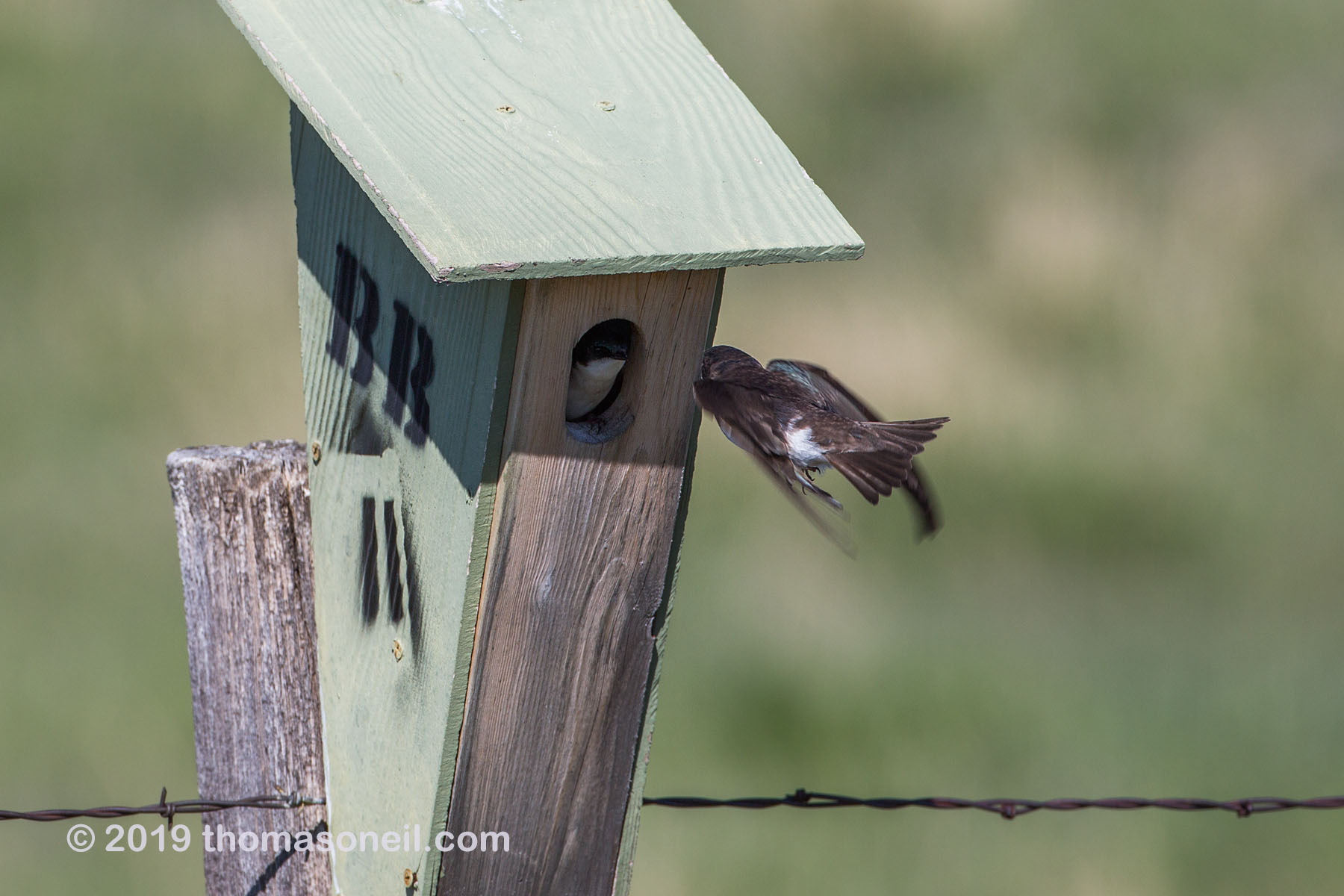 Swallow trying to feed the chick inside the nest box, Custer State Park.  Click for next photo.