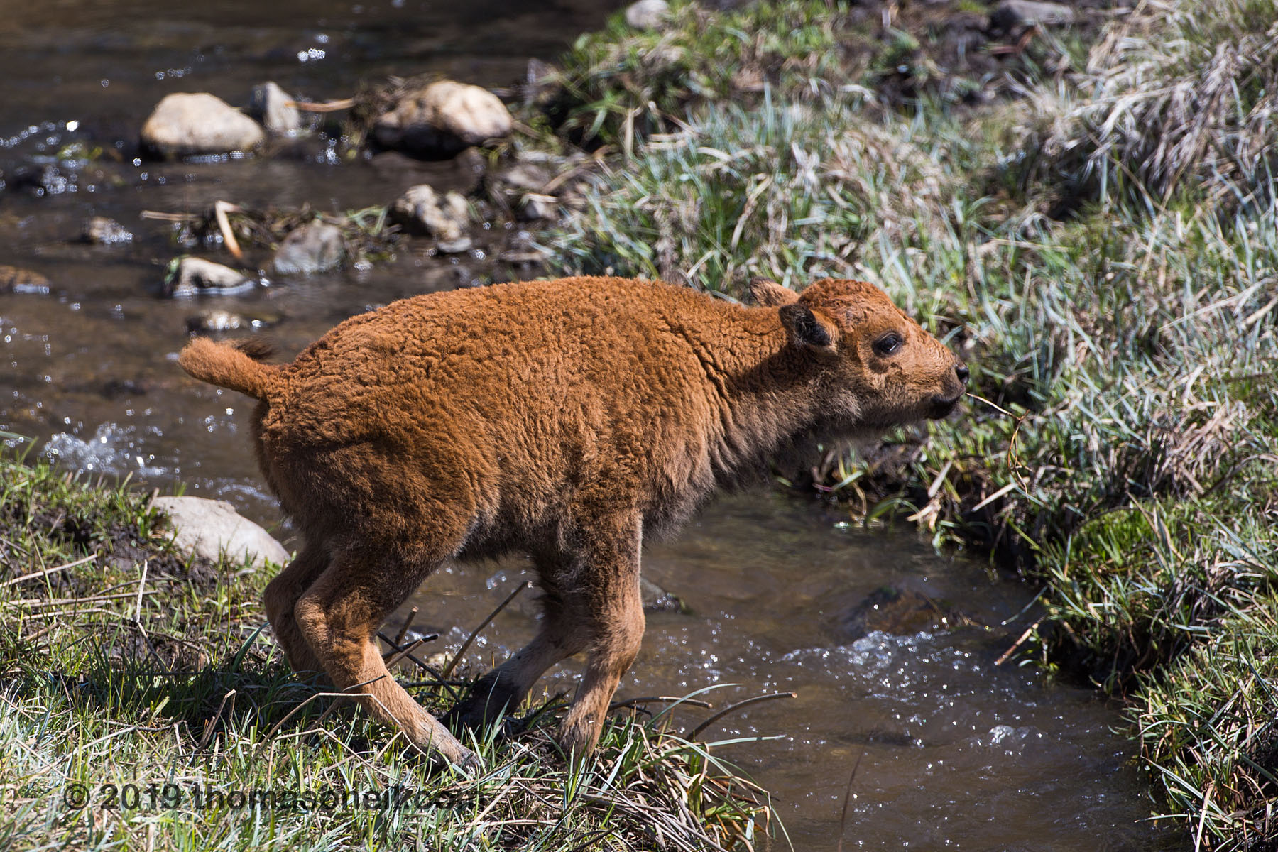Baby bison getting ready to jump the creek, Custer State Park.  Click for next photo.