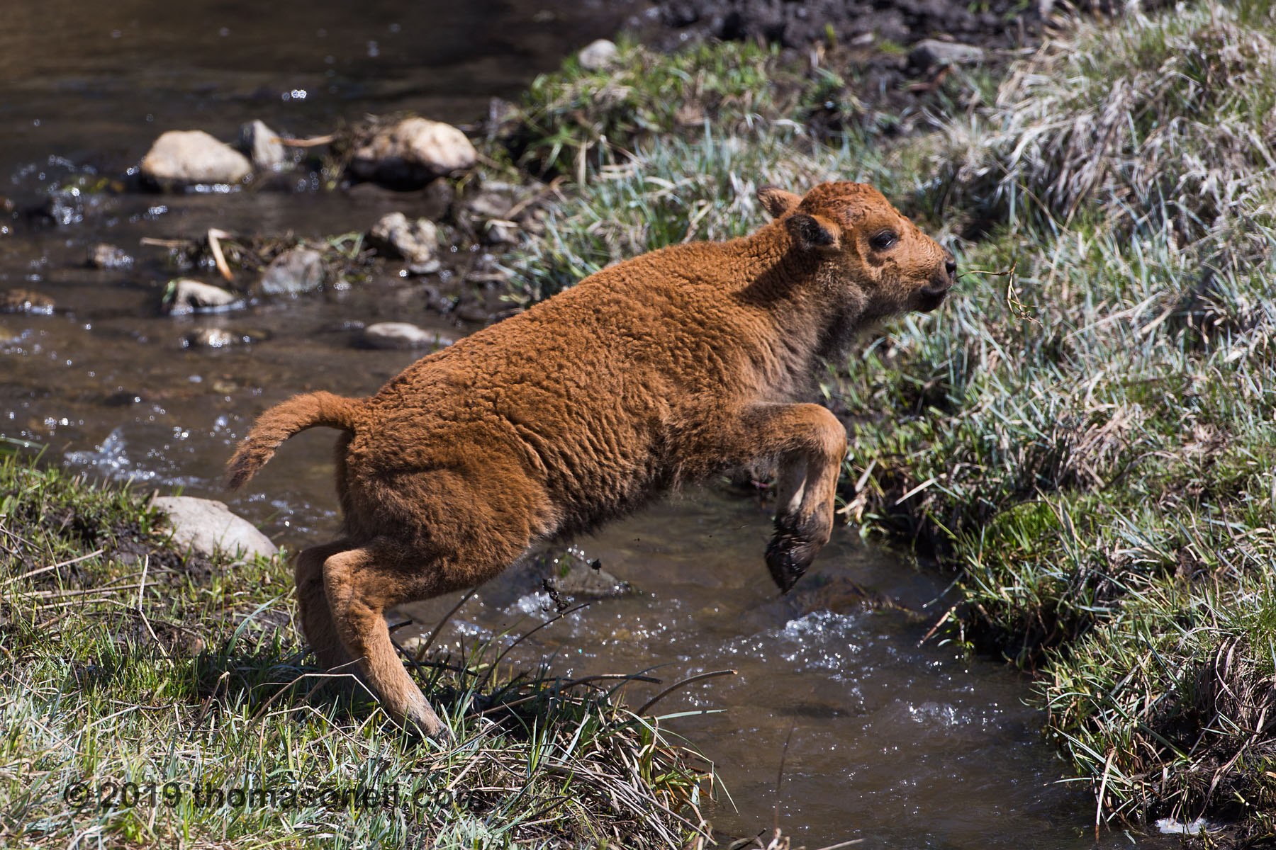 Baby bison launches, Custer State Park, May 2019.  Click for next photo.