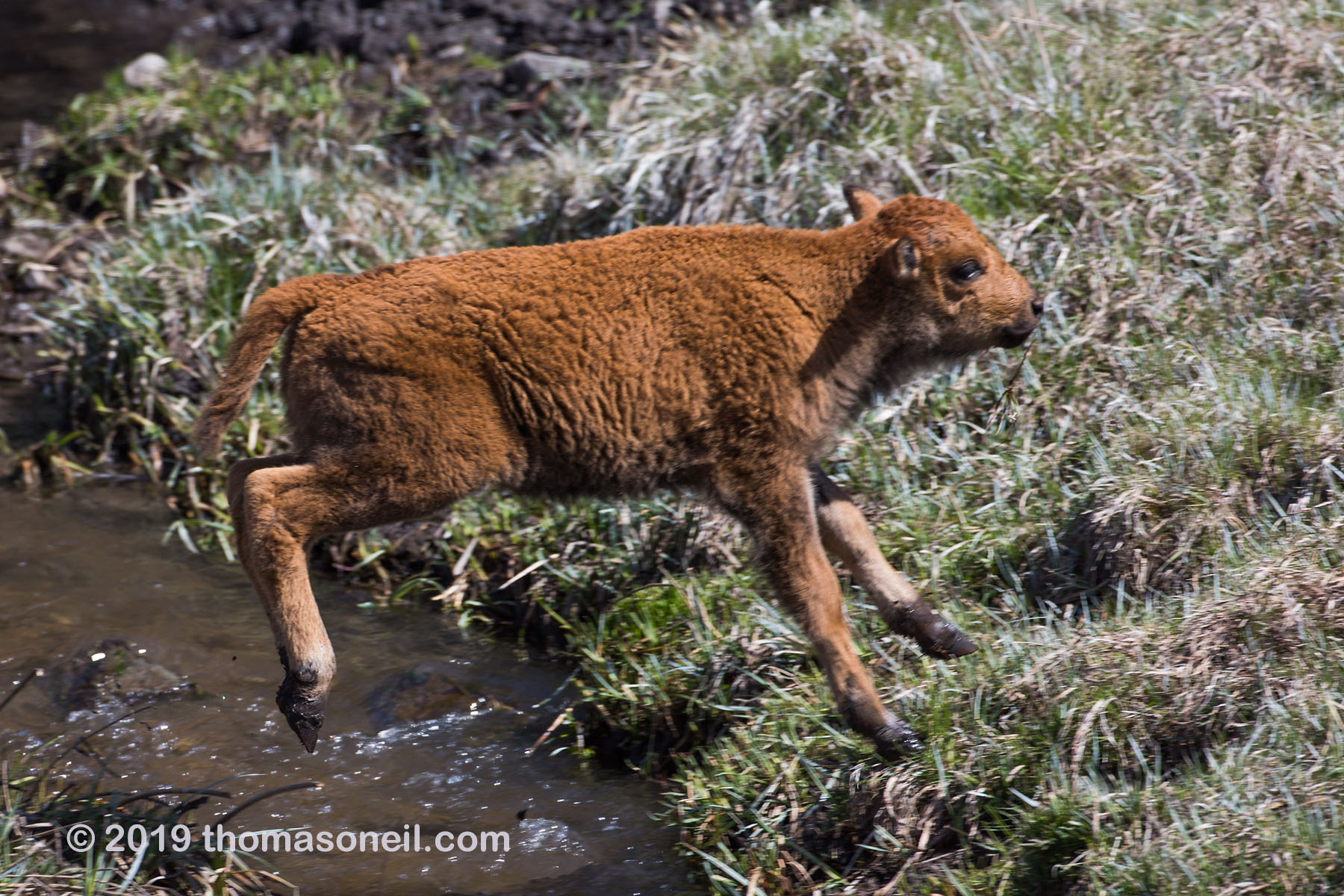 Baby bison is airborne, Custer State Park.  Click for next photo.