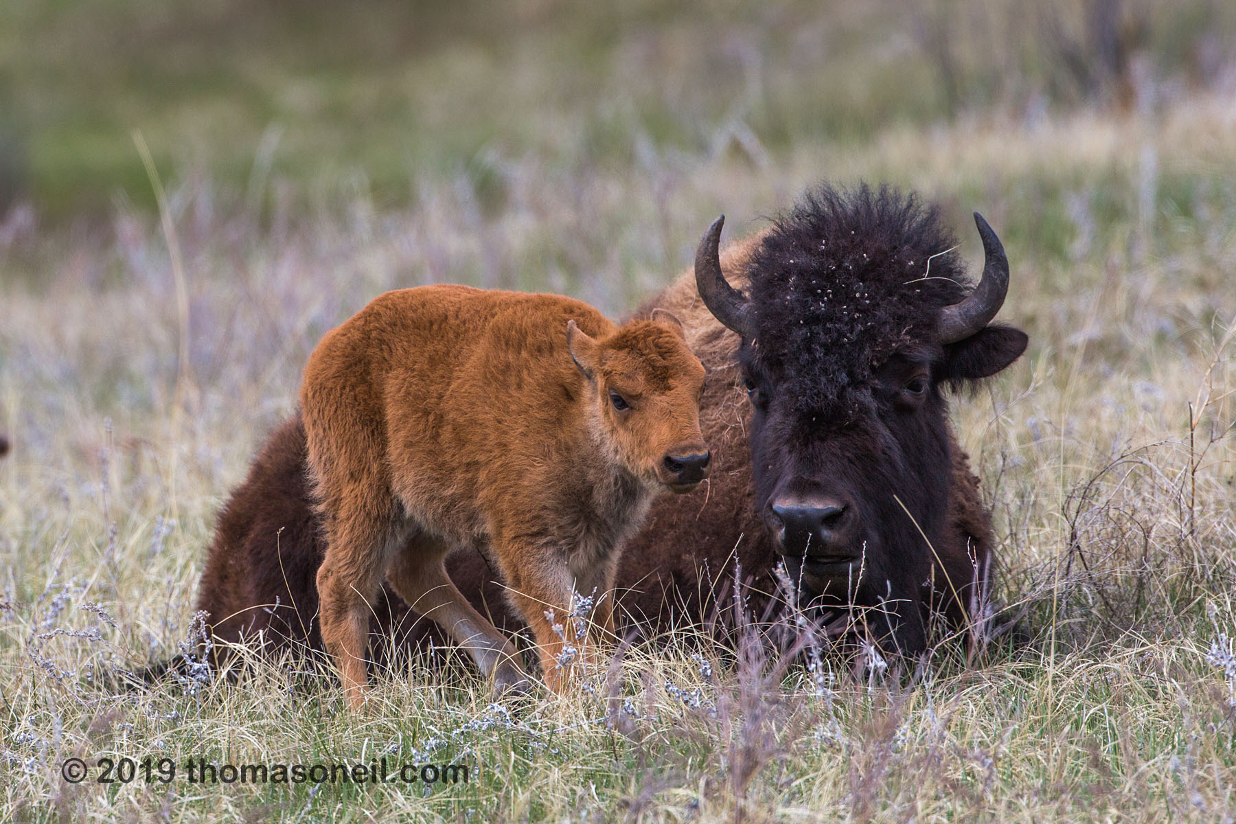 Bison relaxing, Custer State Park.  Click for next photo.