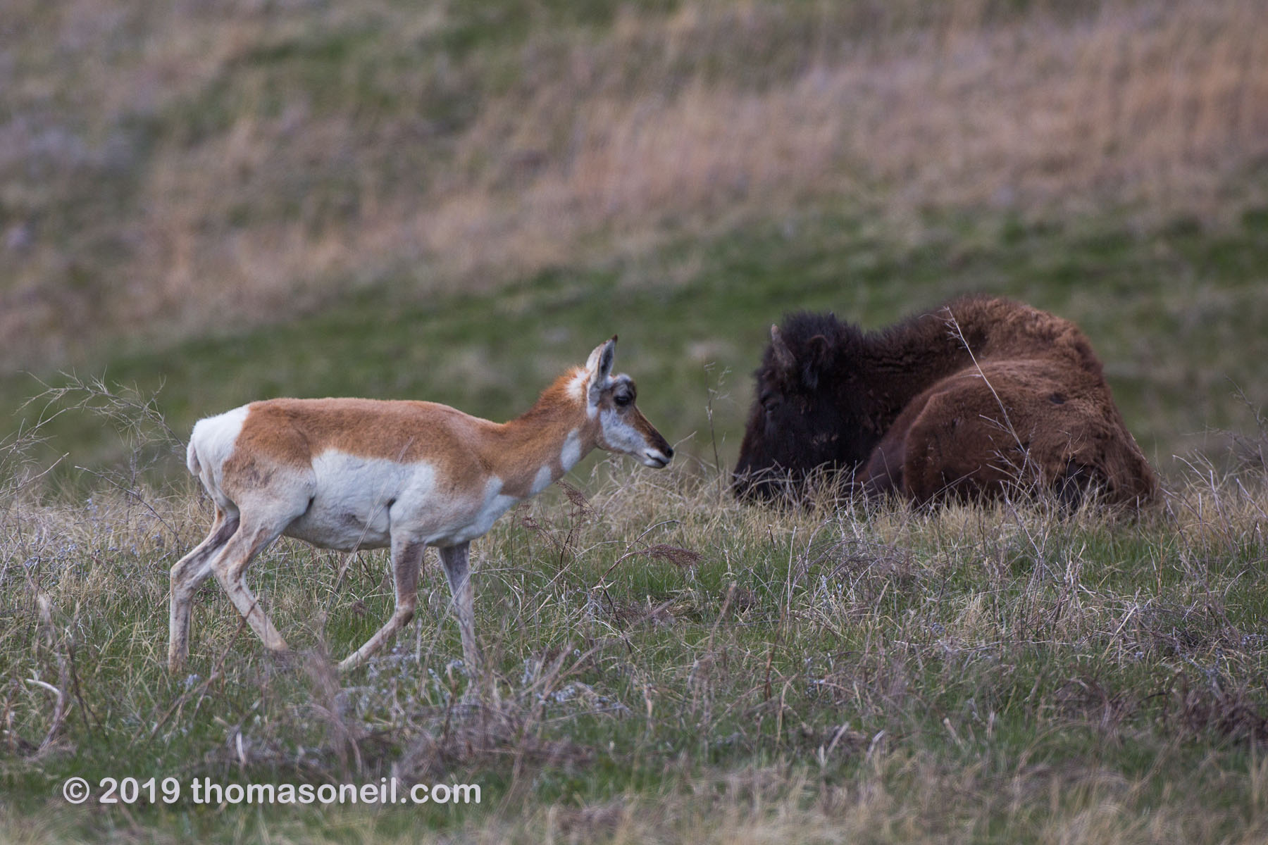 Pronghorns share the grassland with the bison, Custer State Park.  Click for next photo.